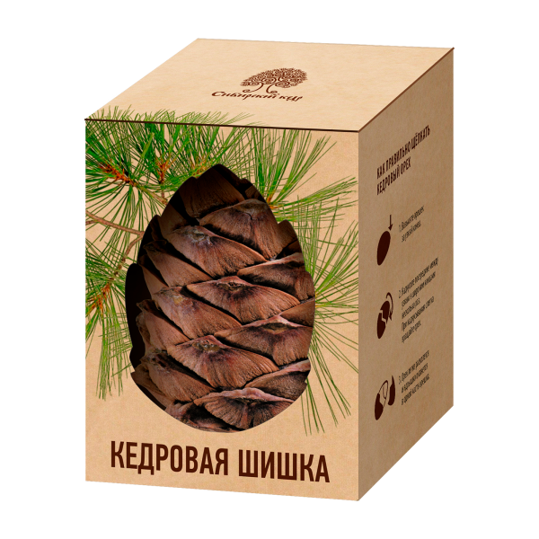 Cedar cone / box / piece / Siberian cedar